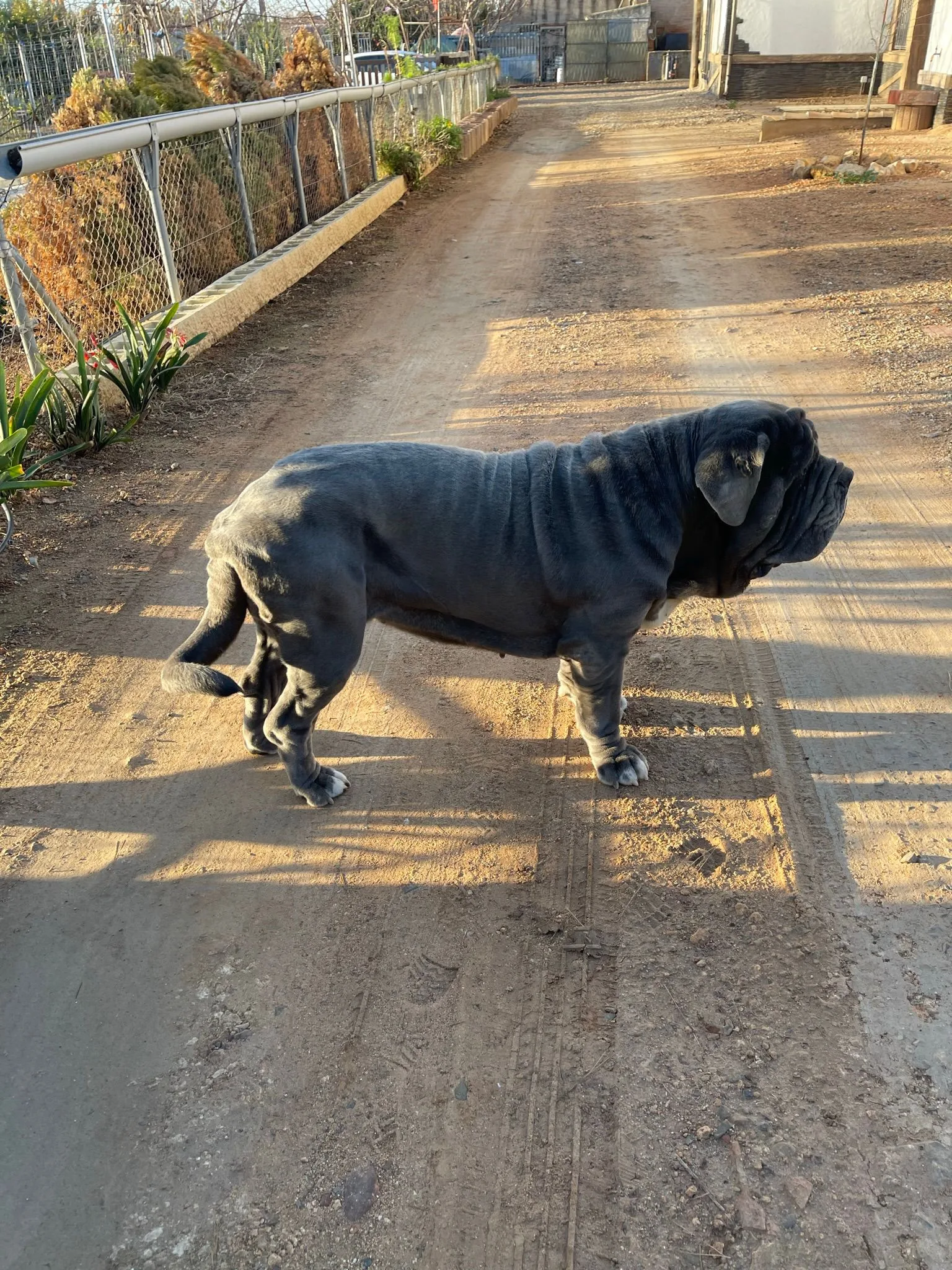 Nala 5