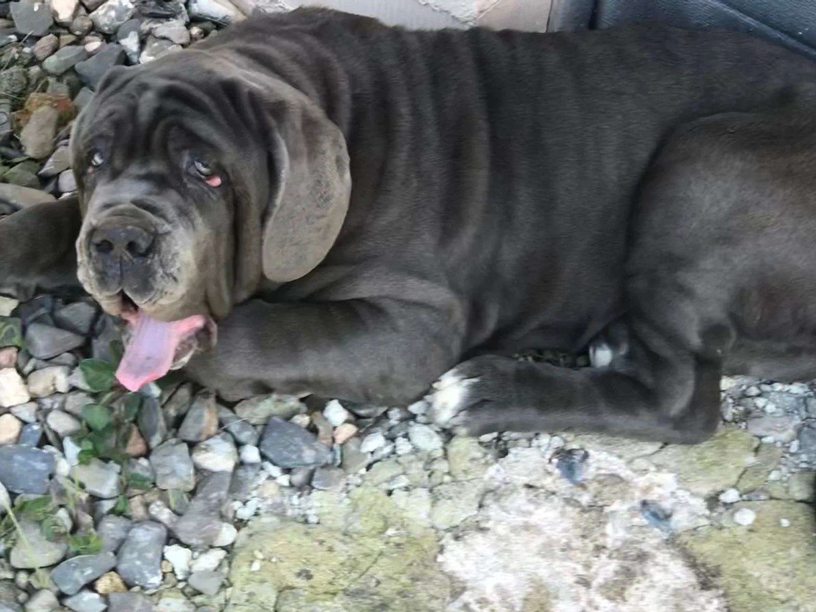 Nala 4