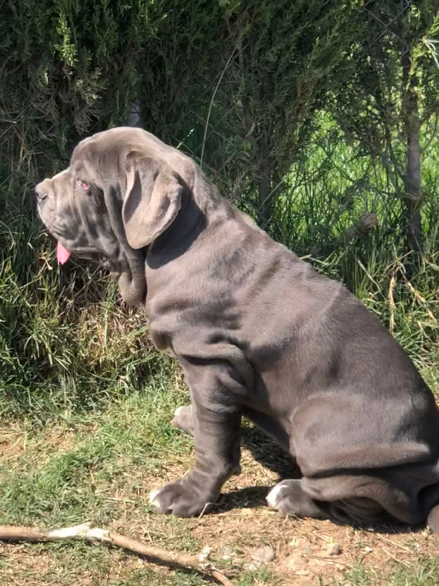 Nala 3