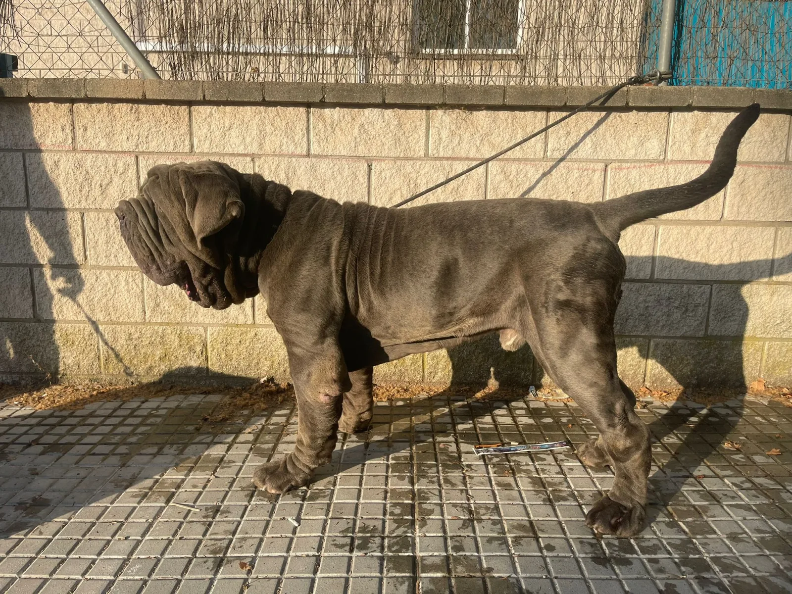 Baloo Bright Chamono 3