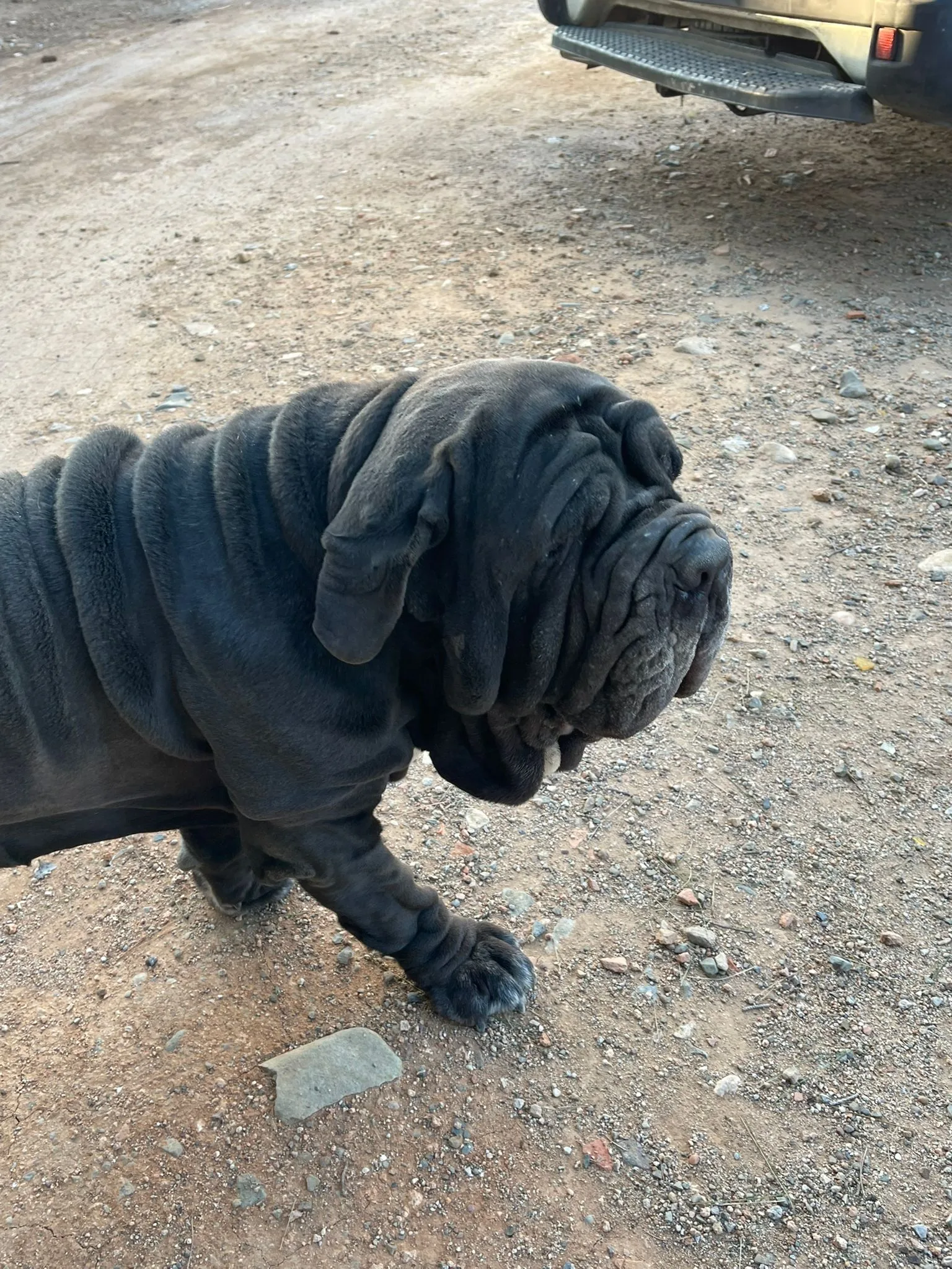 Nala 7