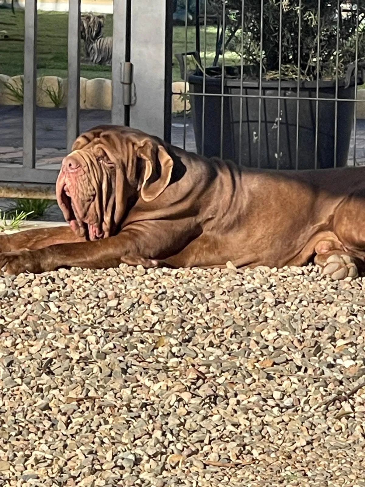 Dano Daimond Dog Bruce 2