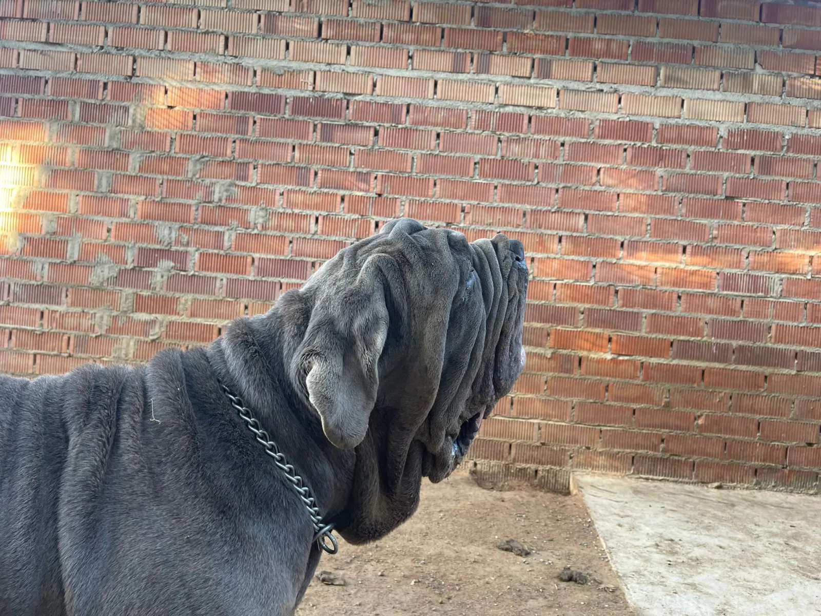 Baloo Bright Chamono 7