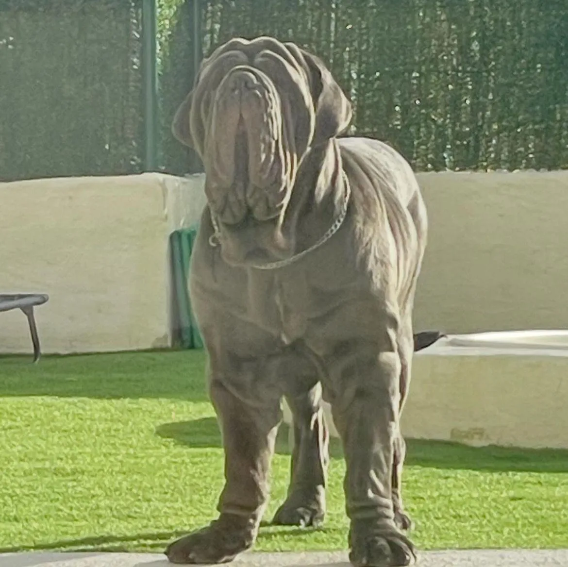 Baloo Bright Chamono 9