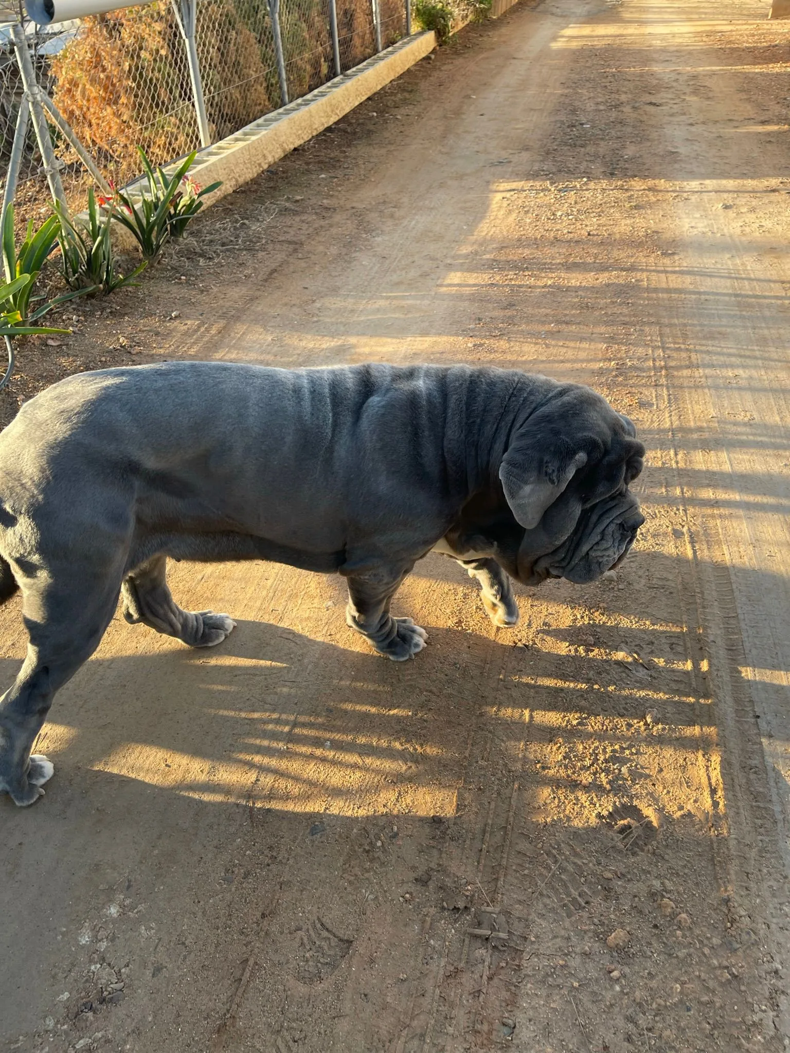 Nala 6