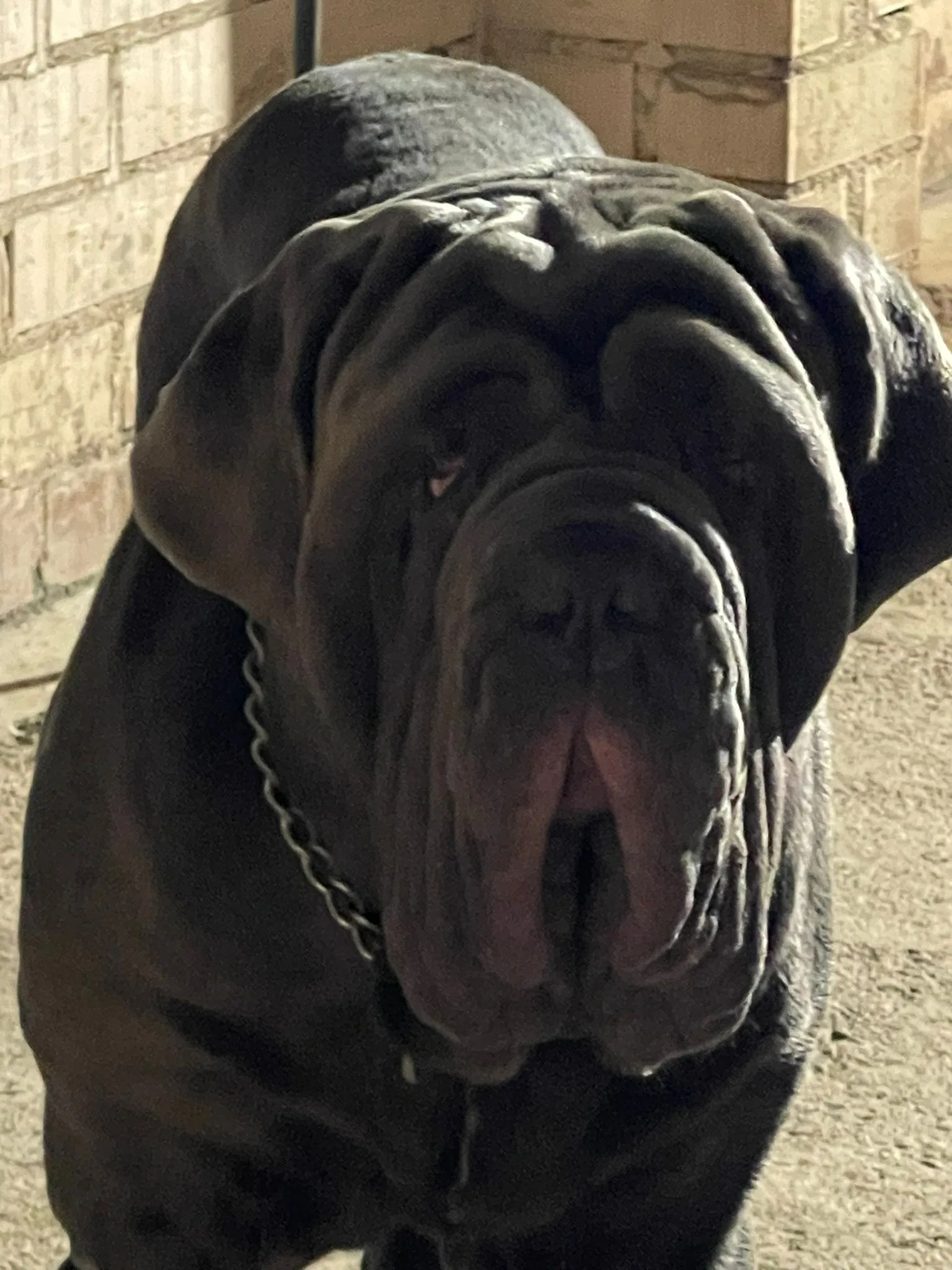 Baloo Bright Chamono 2