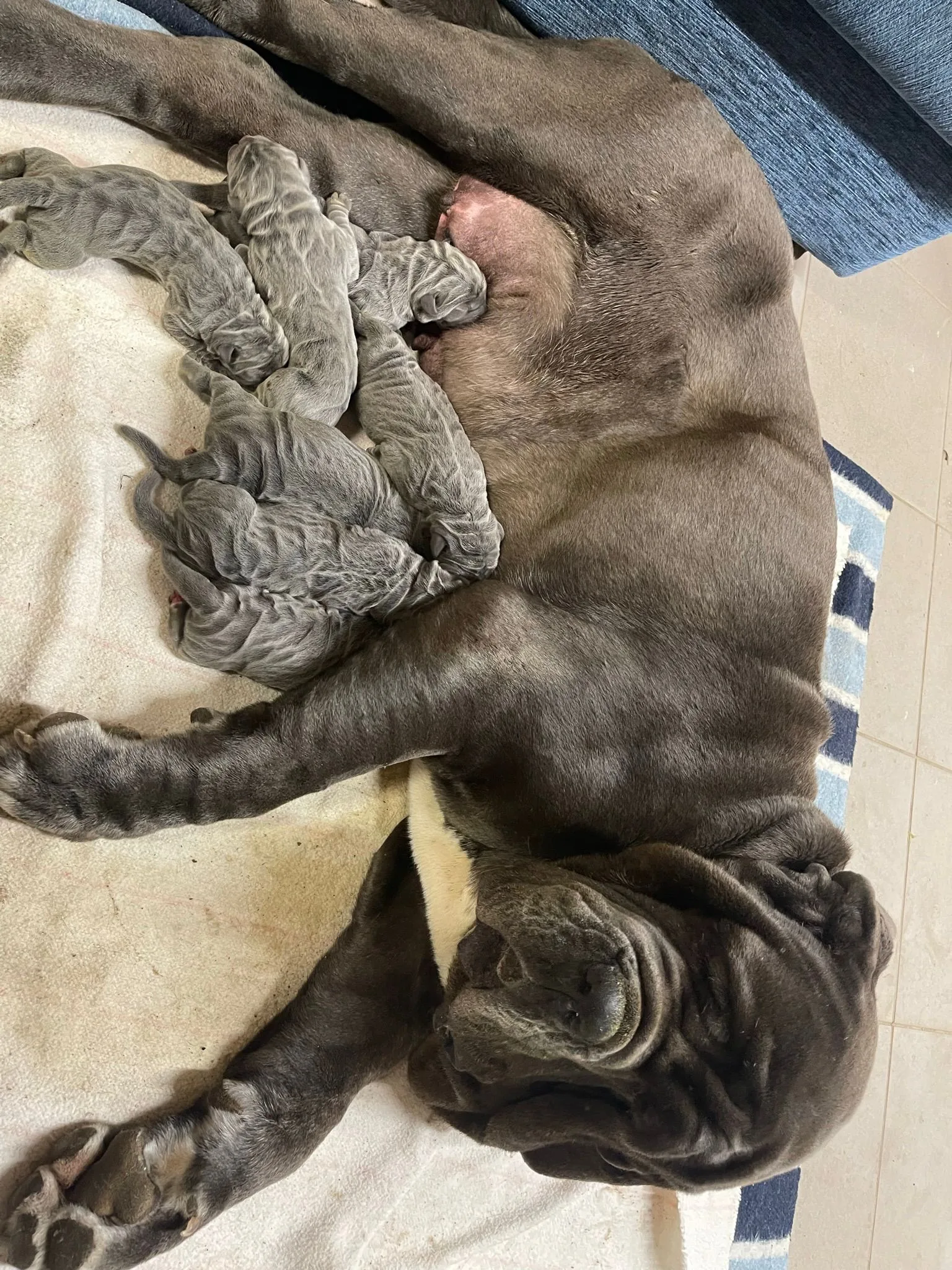 Camada Nala 1
