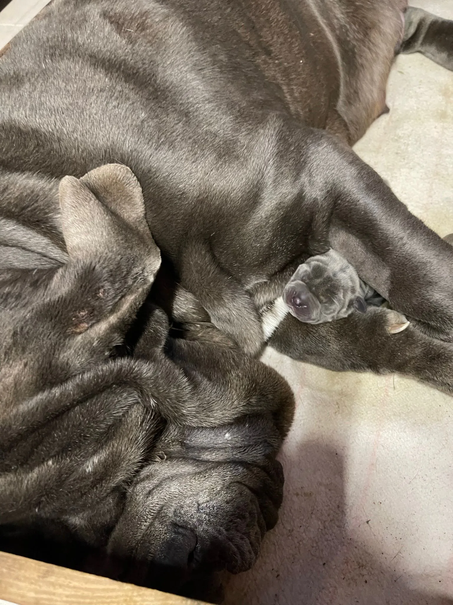 Camada Nala 2
