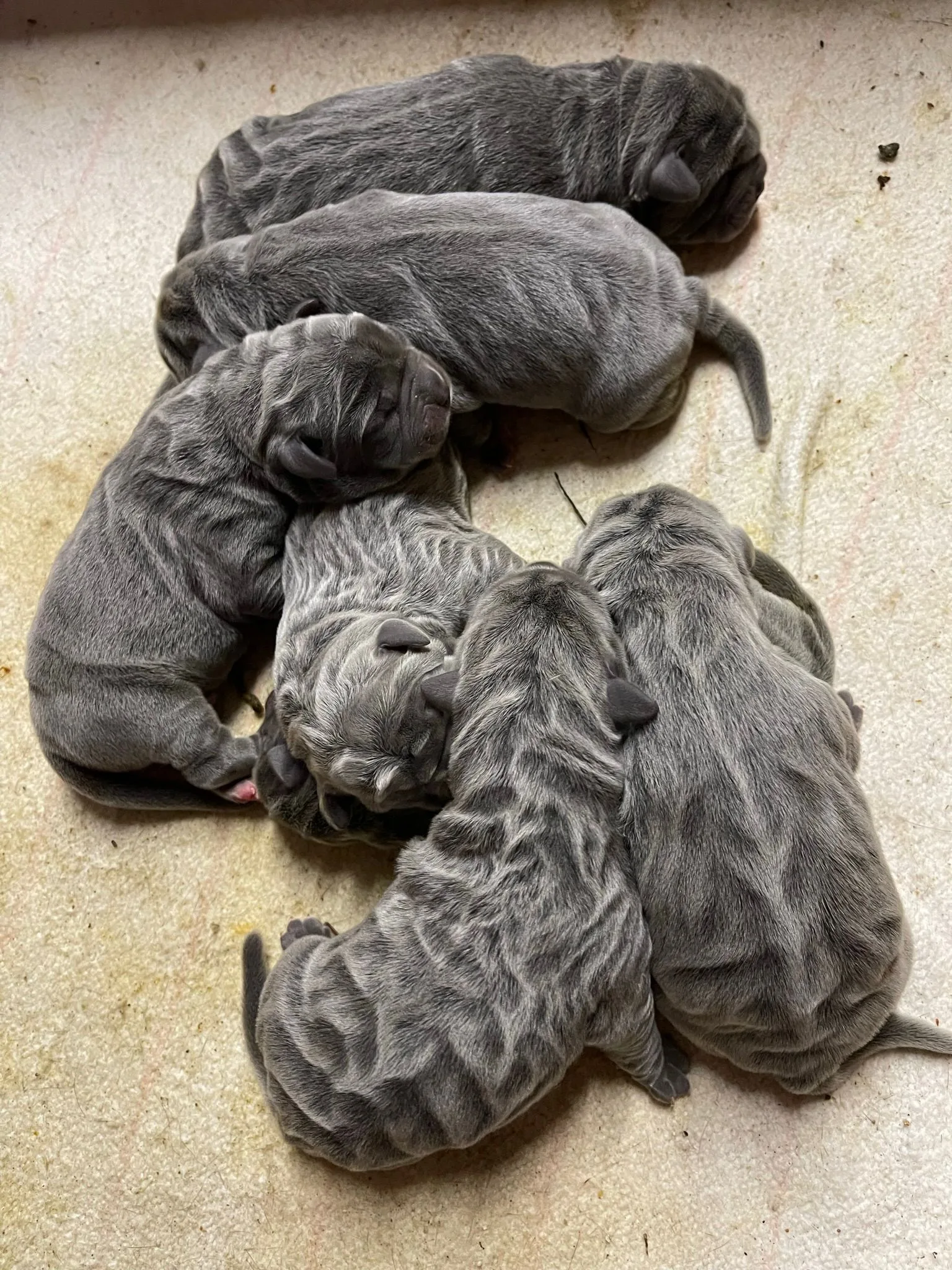 Camada Nala 3