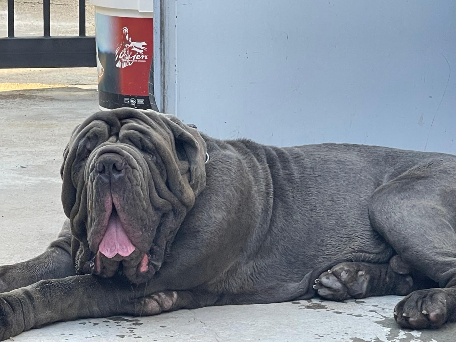 Baloo Bright Chamono 1