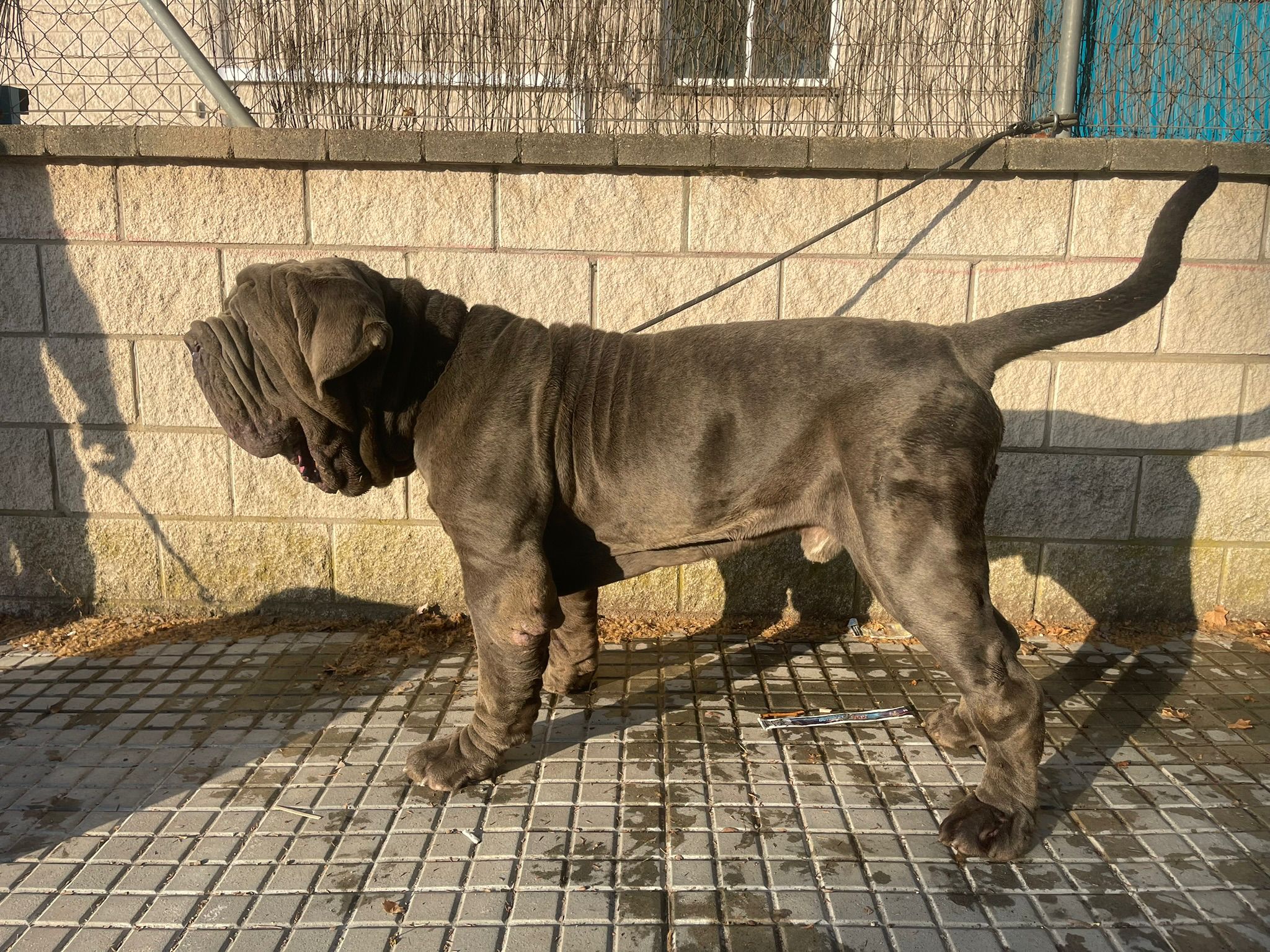 Baloo Bright Chamono 3