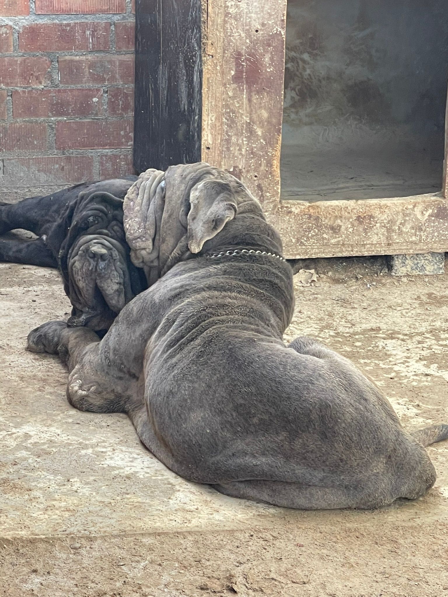 Baloo Bright Chamono 4