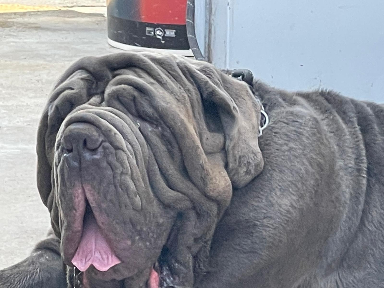 Baloo Bright Chamono 8