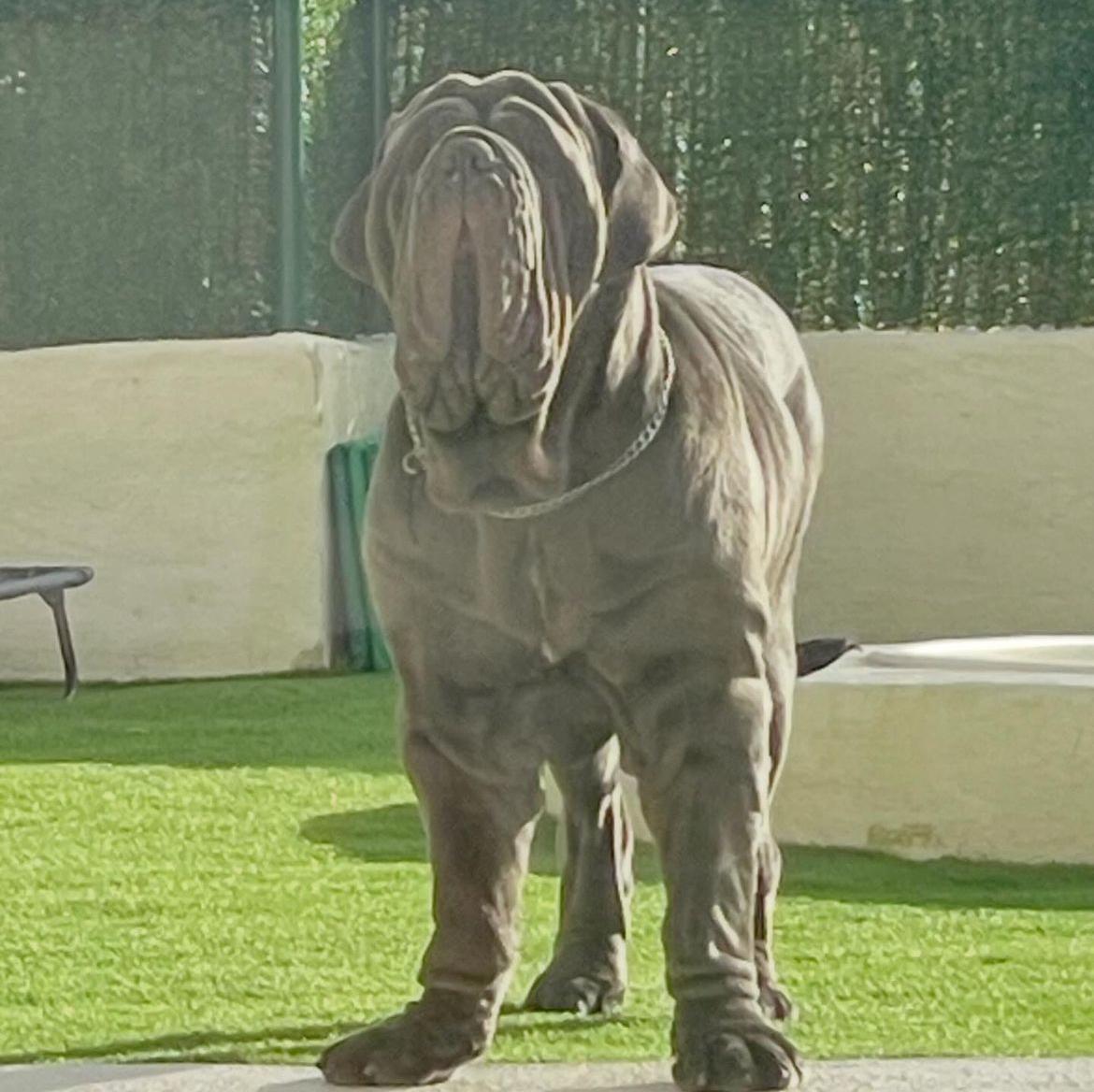 Baloo Bright Chamono 9