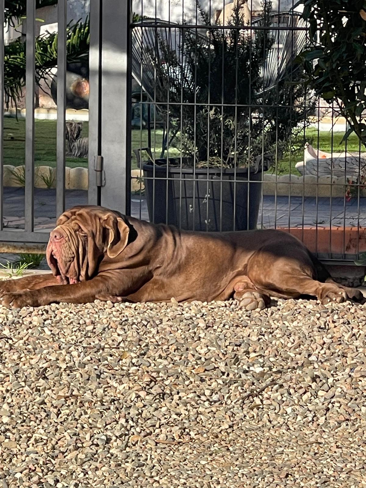 Dano Daimond Dog Bruce 1