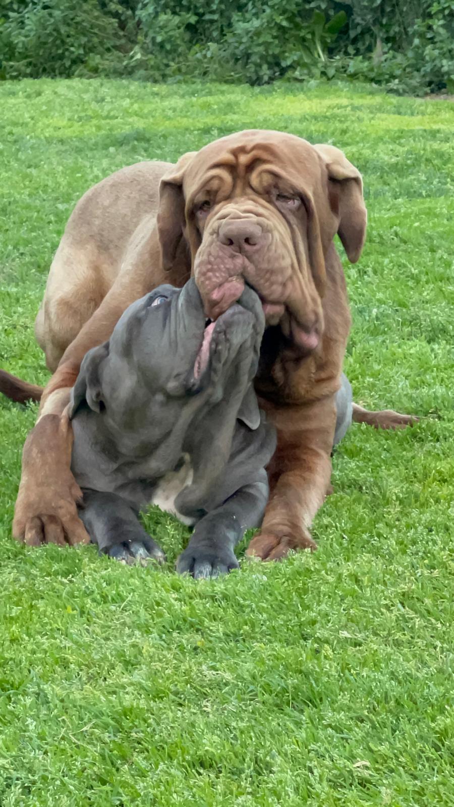 Dano Daimond Dog Bruce 3