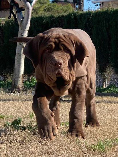 Dano Daimond Dog Bruce 5