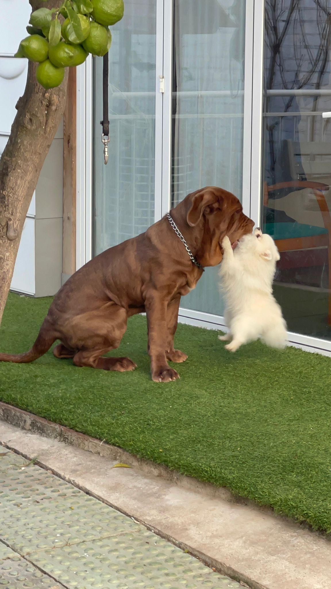 Dano Daimond Dog Bruce 6